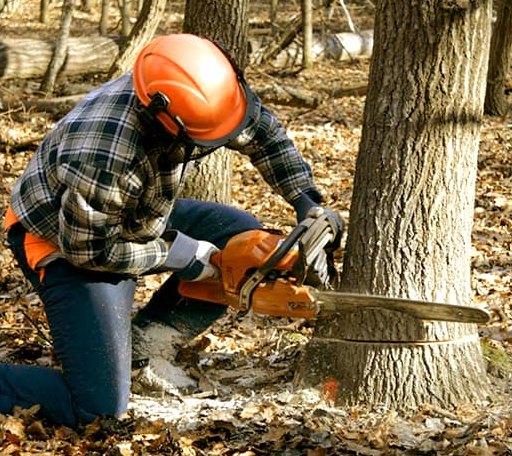 Tree Removal in Shaw, MS